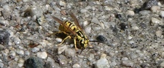 Vespula sulphurea