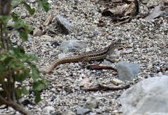 Leiocephalus raviceps uzzelli