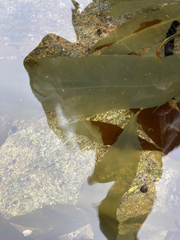 Desmarestia ligulata