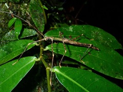 Asceles margaritatus margaritatus