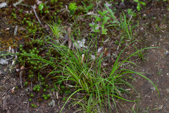 Carex arctata