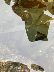 Desmarestia ligulata