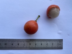 Salacia chinensis