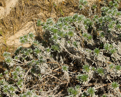 Heliotropium anomalum