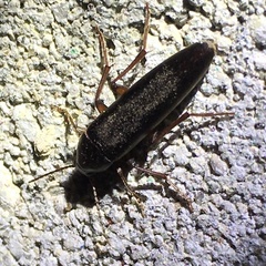 Melandryidae