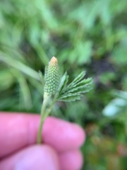 Sanguisorba stipulata