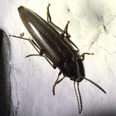 Enchodes sericea