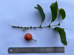 Salacia chinensis