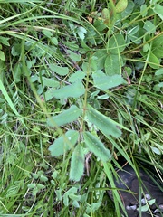 Sanguisorba stipulata