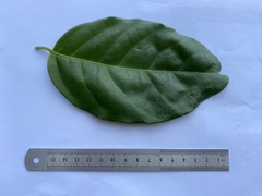 Salacia chinensis