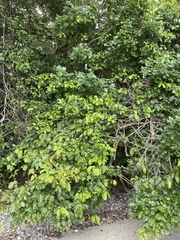 Salacia chinensis