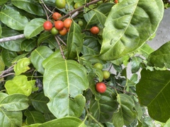 Salacia chinensis