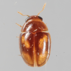 Neolitochrus pulchellus