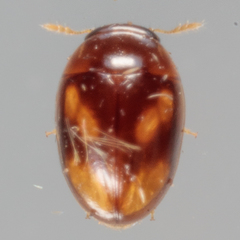 Neolitochrus pulchellus