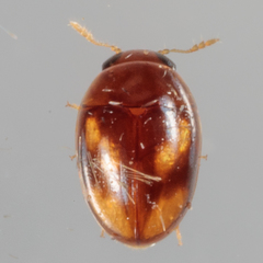 Neolitochrus pulchellus