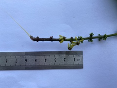 Salacia chinensis