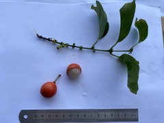 Salacia chinensis
