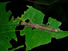 Asceles margaritatus margaritatus