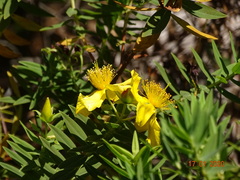 Hypericum mysurense