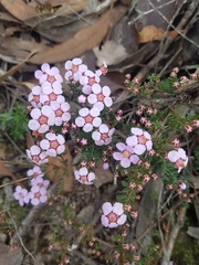 Euryomyrtus ramosissima ramosissima