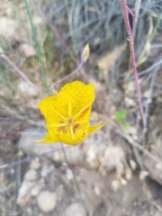 Calochortus weedii