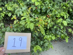 Salacia chinensis
