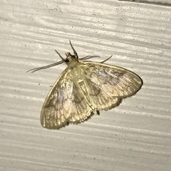 Crocidophora serratissimalis