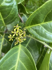 Salacia chinensis
