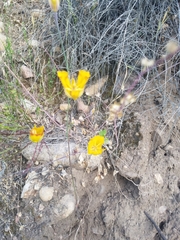 Calochortus weedii