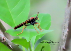 Ospriocerus tequilae