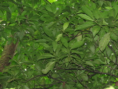 Palicourea faxlucens