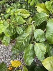 Salacia chinensis