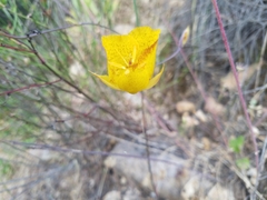 Calochortus weedii