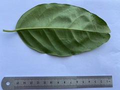 Salacia chinensis