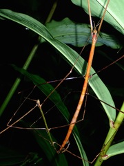 Prosentoria arrogans