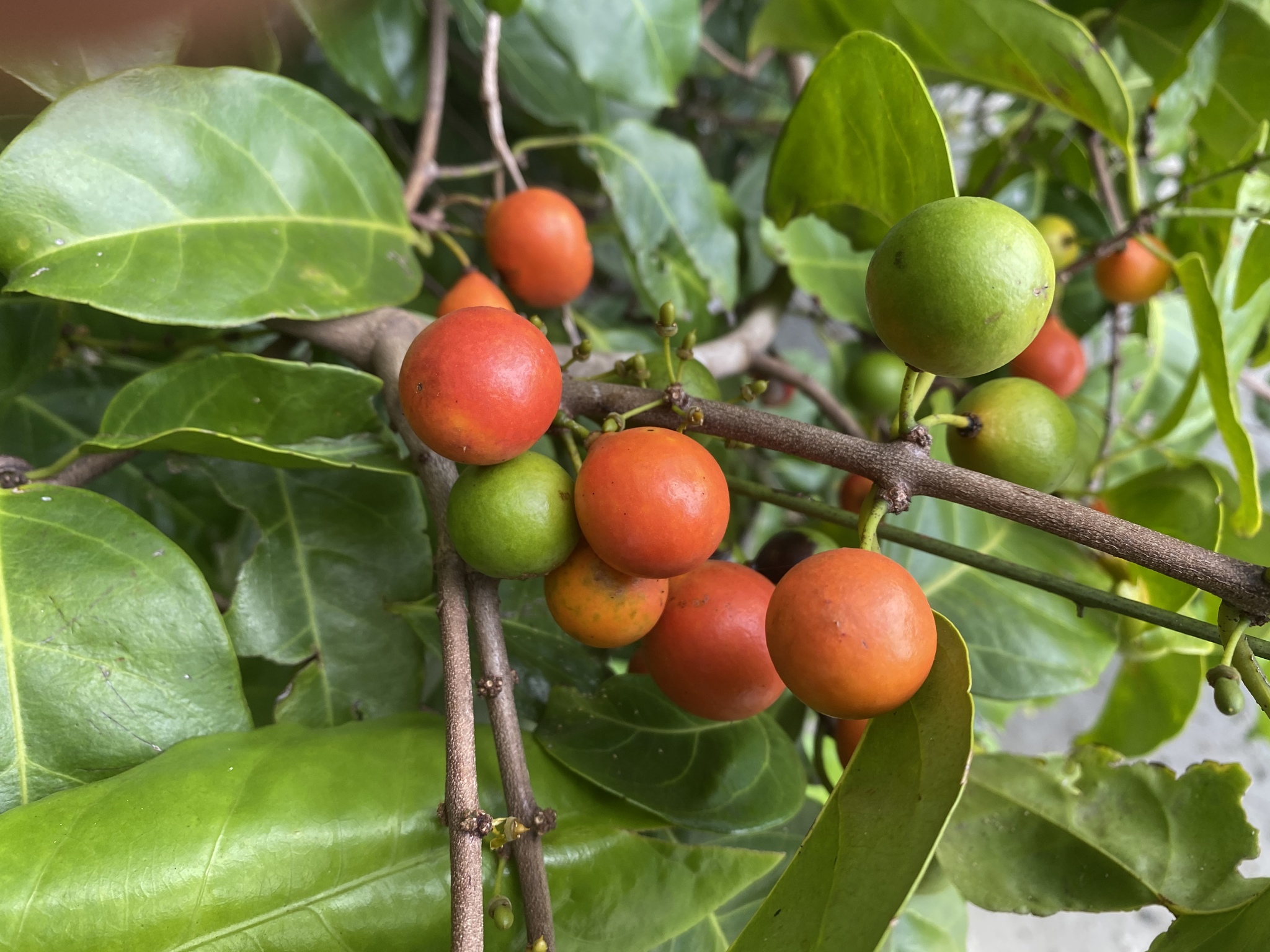 Salacia chinensis