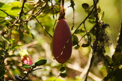Passiflora cumbalensis