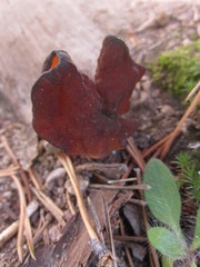 Gyromitra