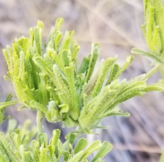 Cordylanthus rigidus rigidus