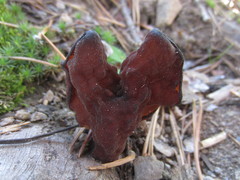 Gyromitra