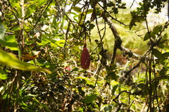 Passiflora cumbalensis