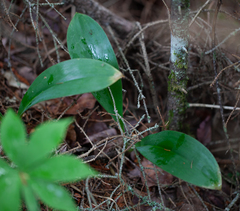 Clintonia borealis