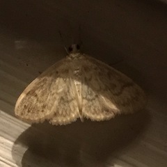 Crocidophora serratissimalis