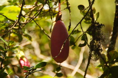 Passiflora cumbalensis