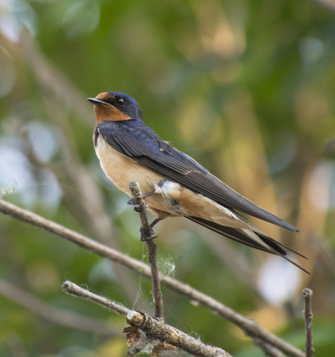 Foto de Barn Swallow