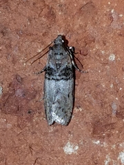 Tlascala reductella