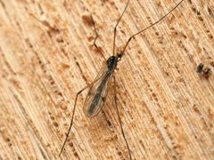 Teucholabis complexa