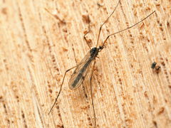 Teucholabis complexa