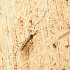 Teucholabis complexa