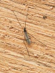 Teucholabis complexa